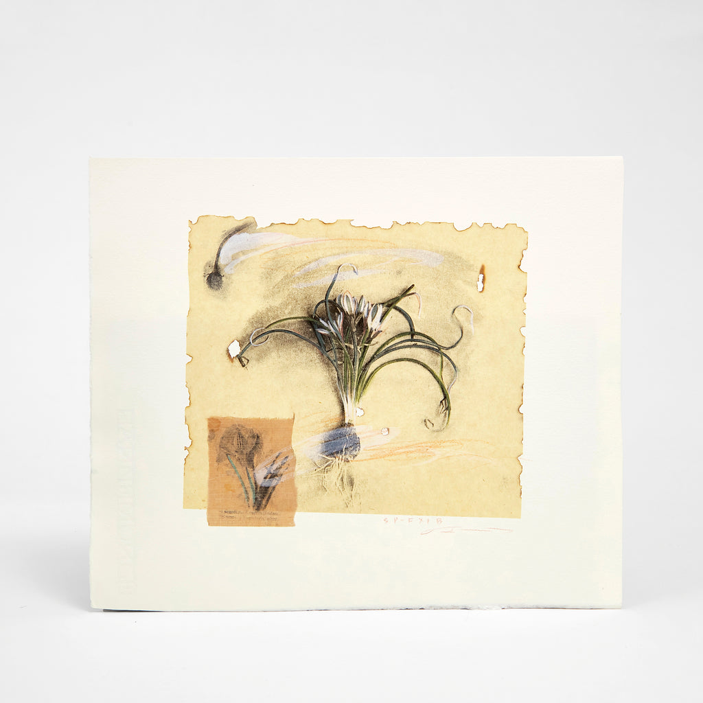藤浪理恵子 作品 Specimen Series -SP-F Ⅺ B- – KON-KON Art Shop